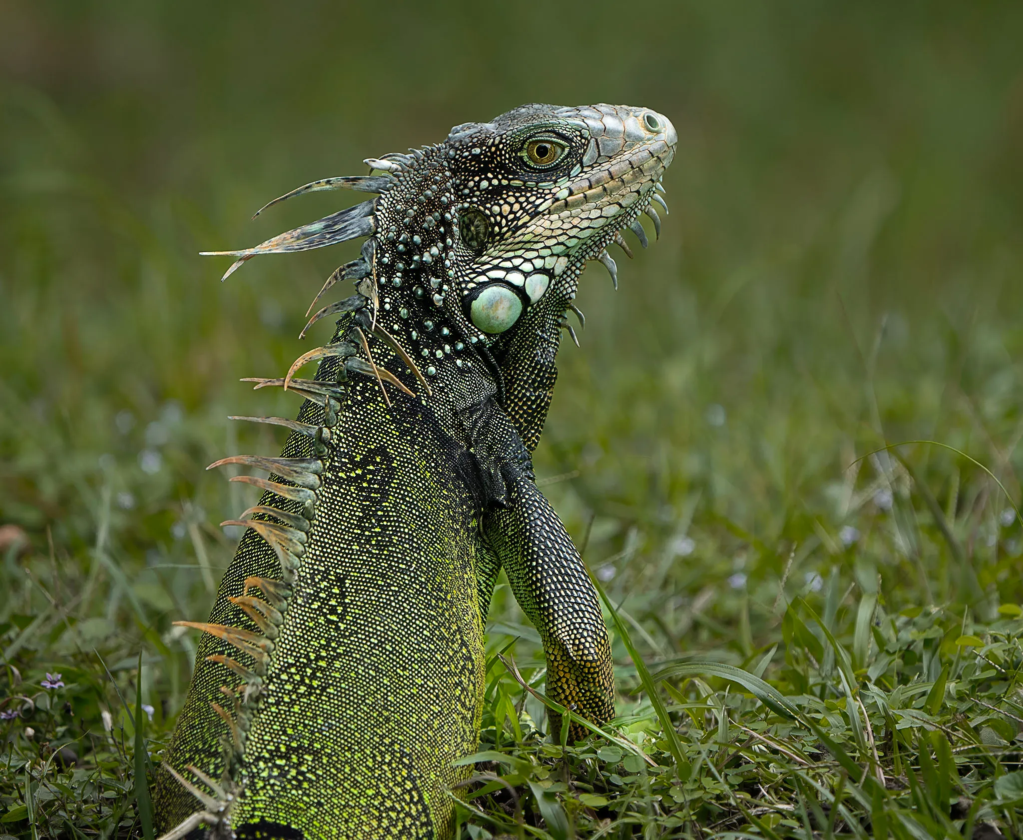 Green Iguana
