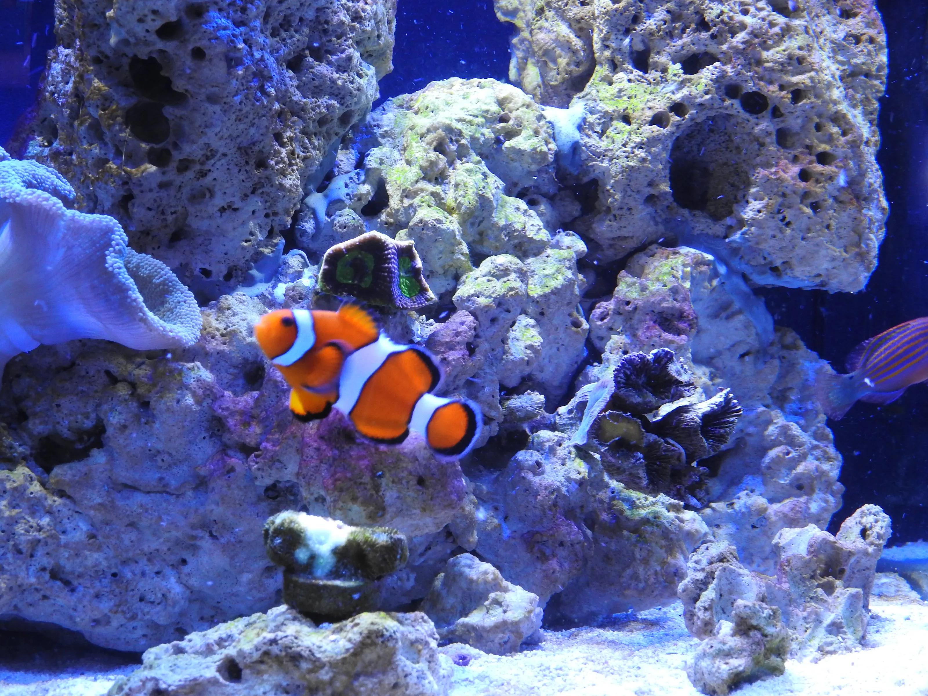 Sea Creatures Under Water (in colour)