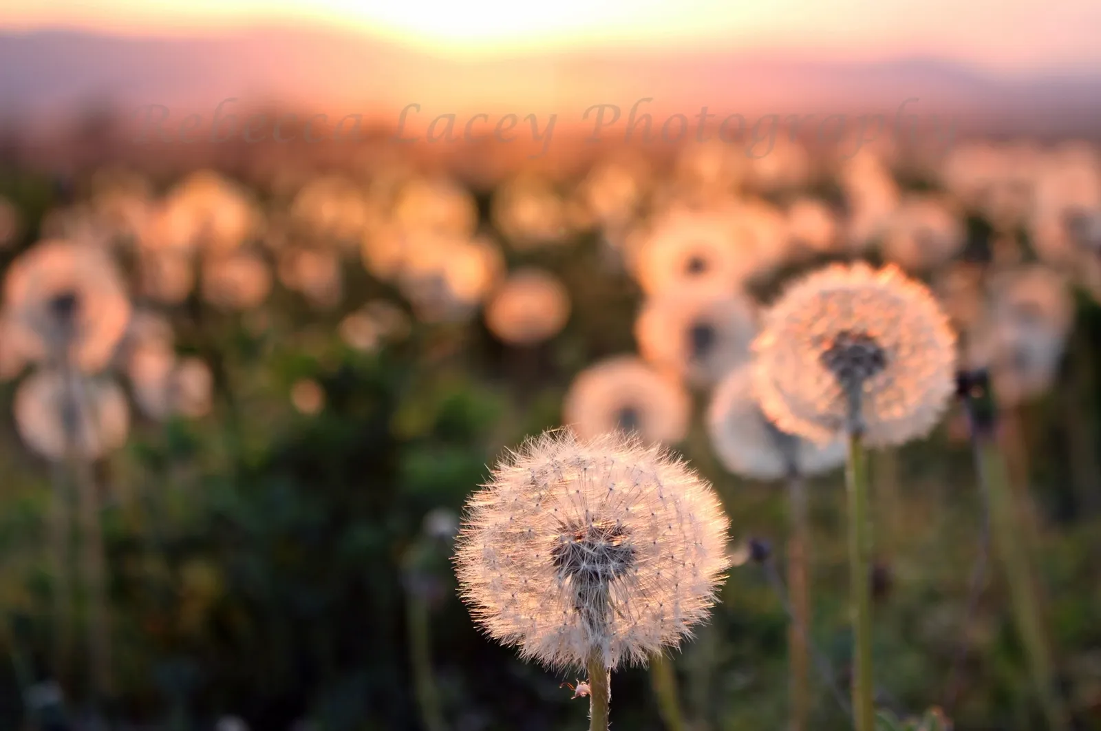 Dandelion Love