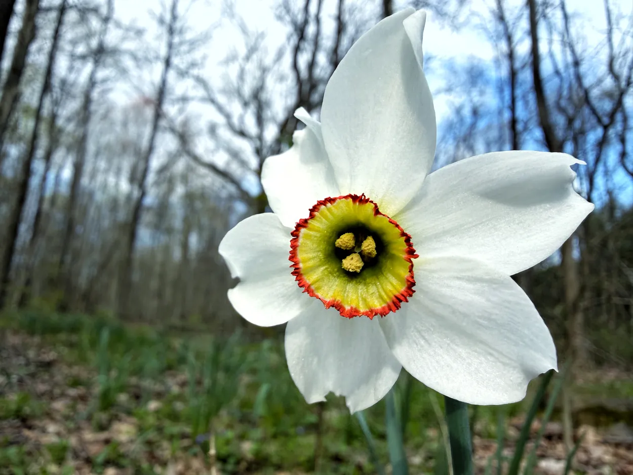 Narcissus Poeticus