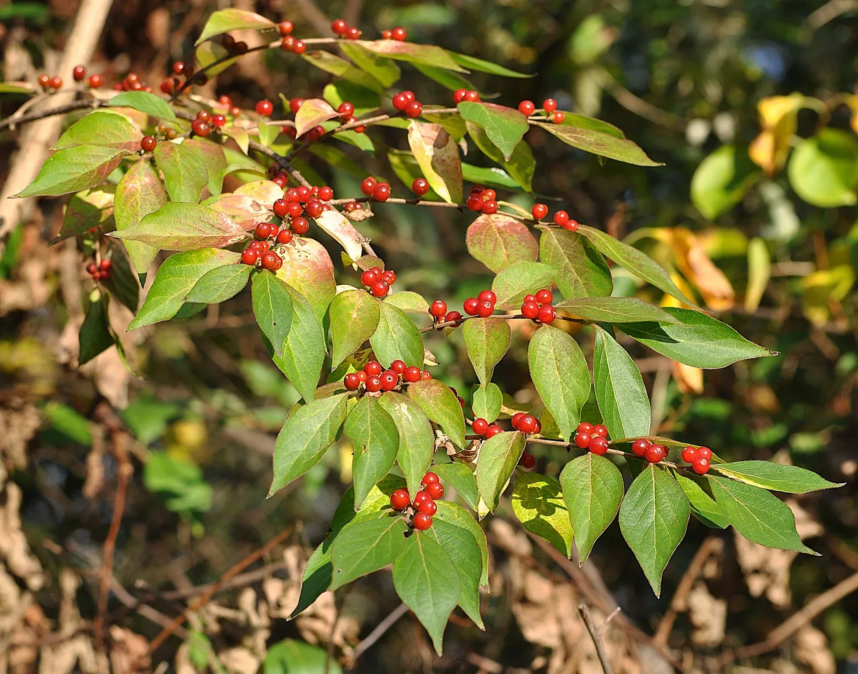 Honeysuckle berries