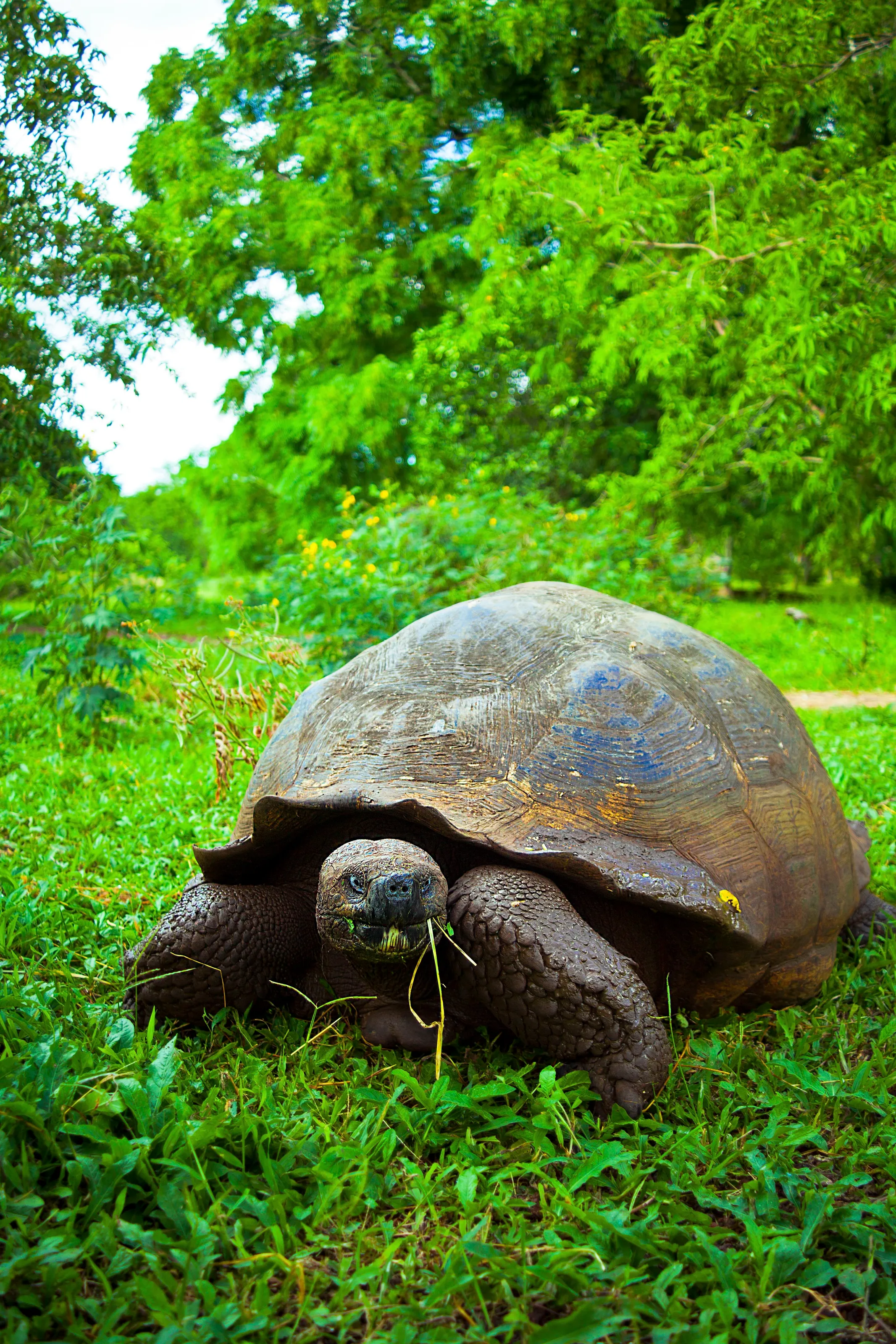 Local Galapagos resident