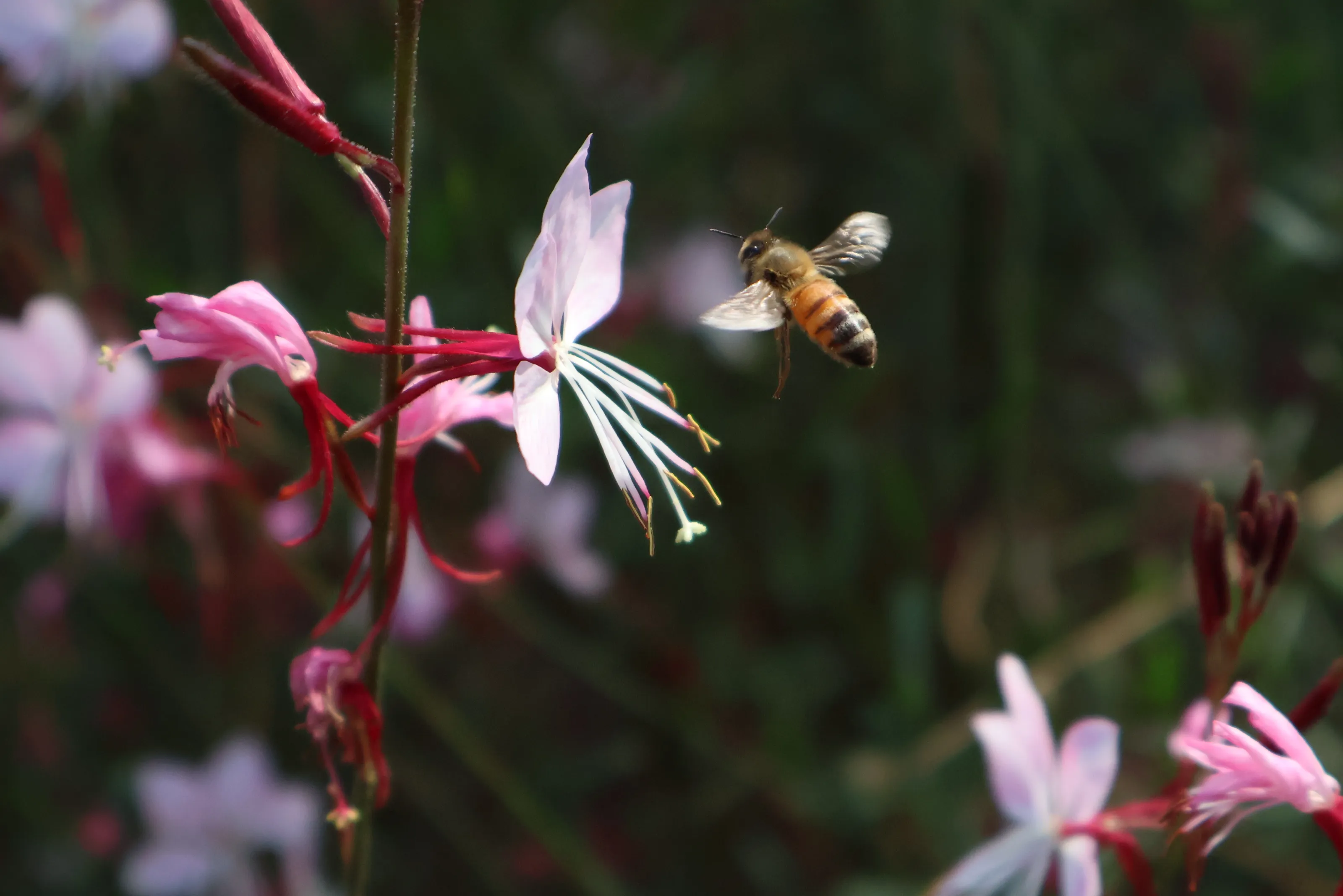 Wings and petals