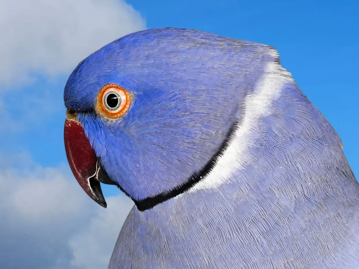 Blue Parrot