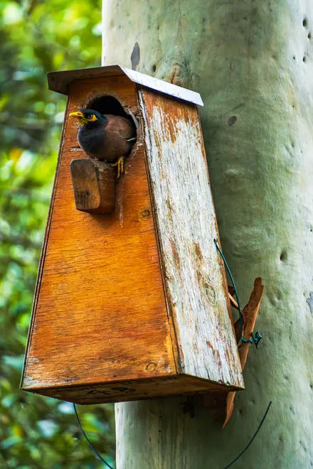Bird at the Wooden Nest Box