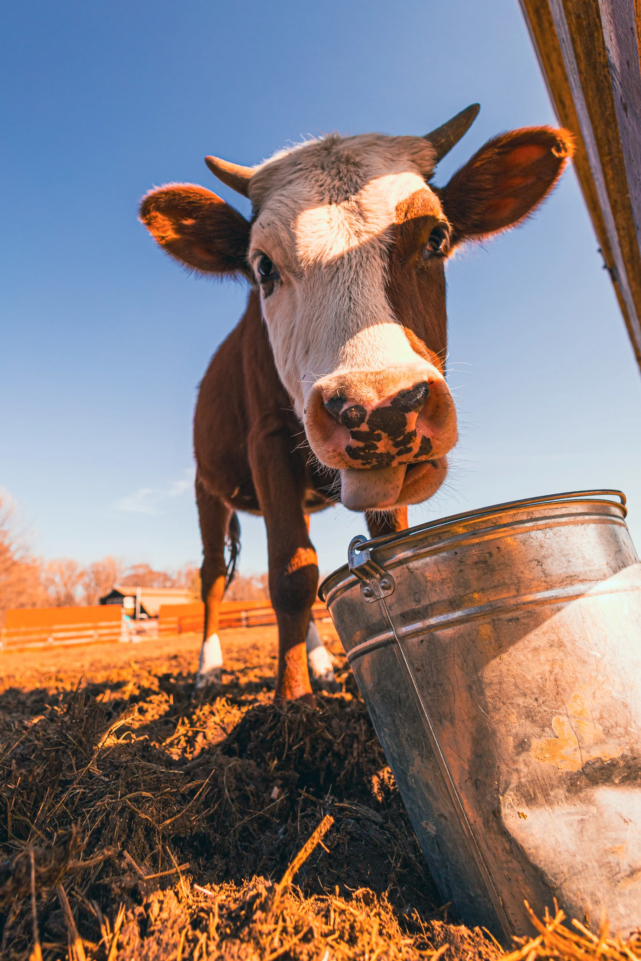 Curious Cow