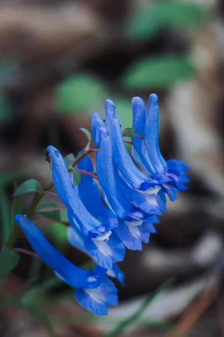 Blue Silence