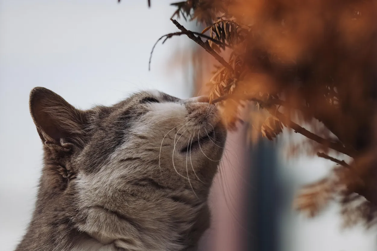 Curiosity