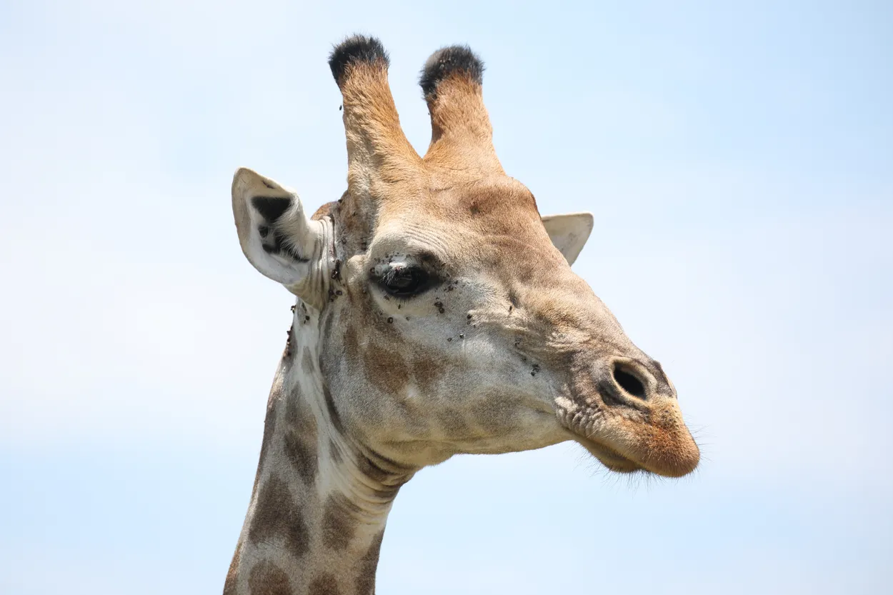 Giraffe, Kruger National Park