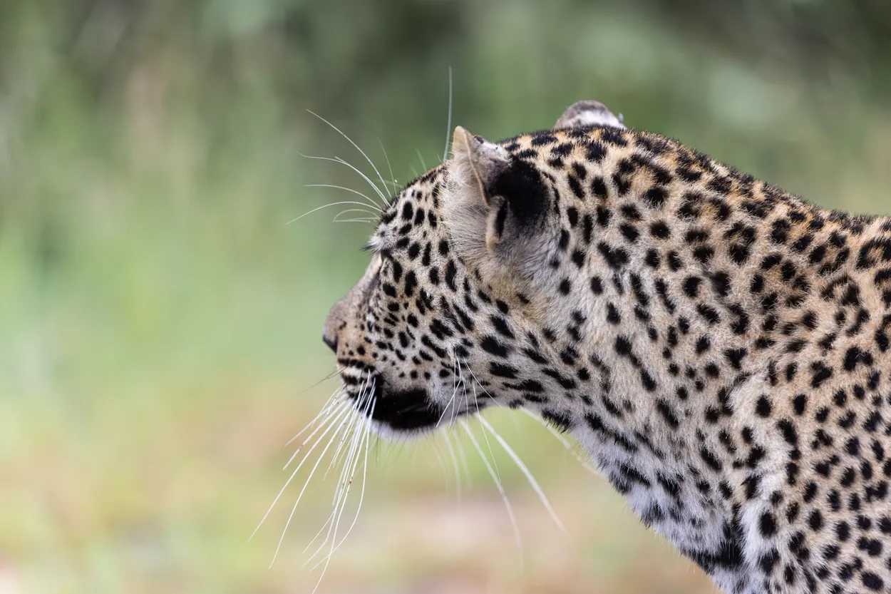 Leopard head, Kruger National Park
