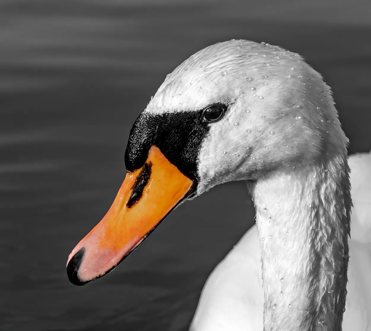 Swan with a touch of Colour