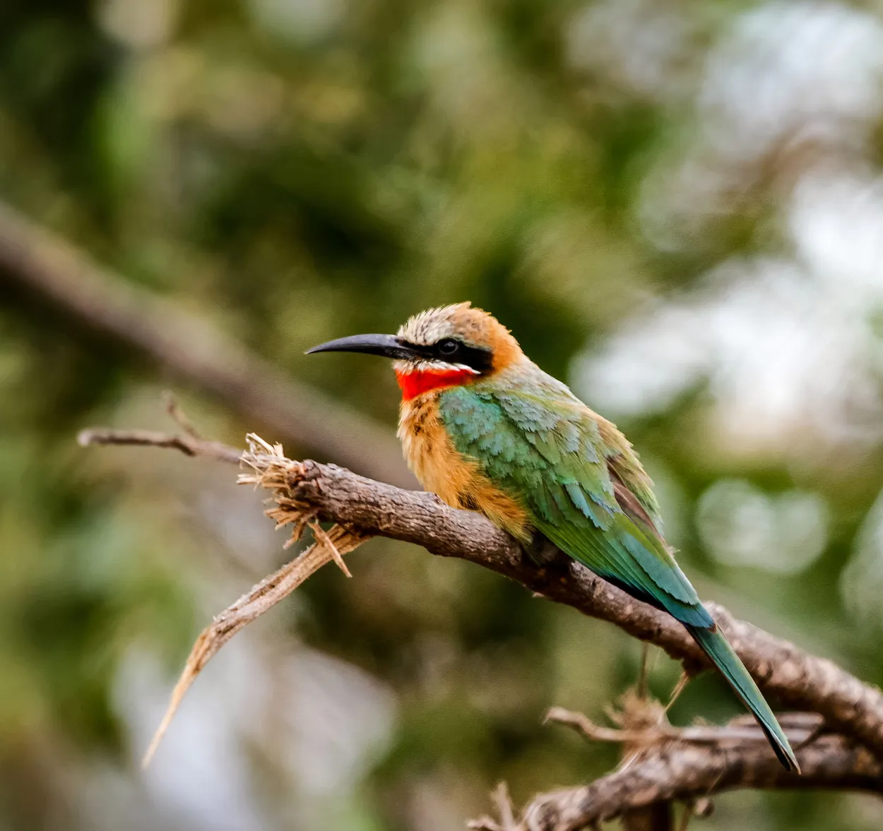 Whitefronted Bee-Eater