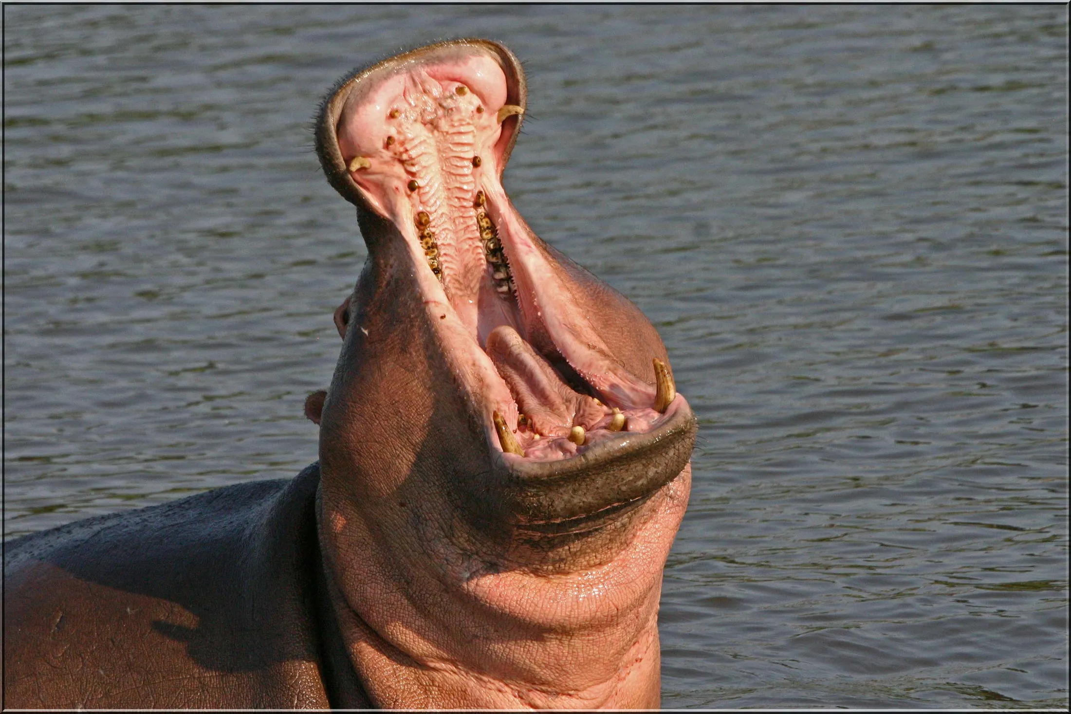 Big Head Hippo