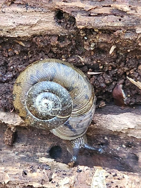 Snail