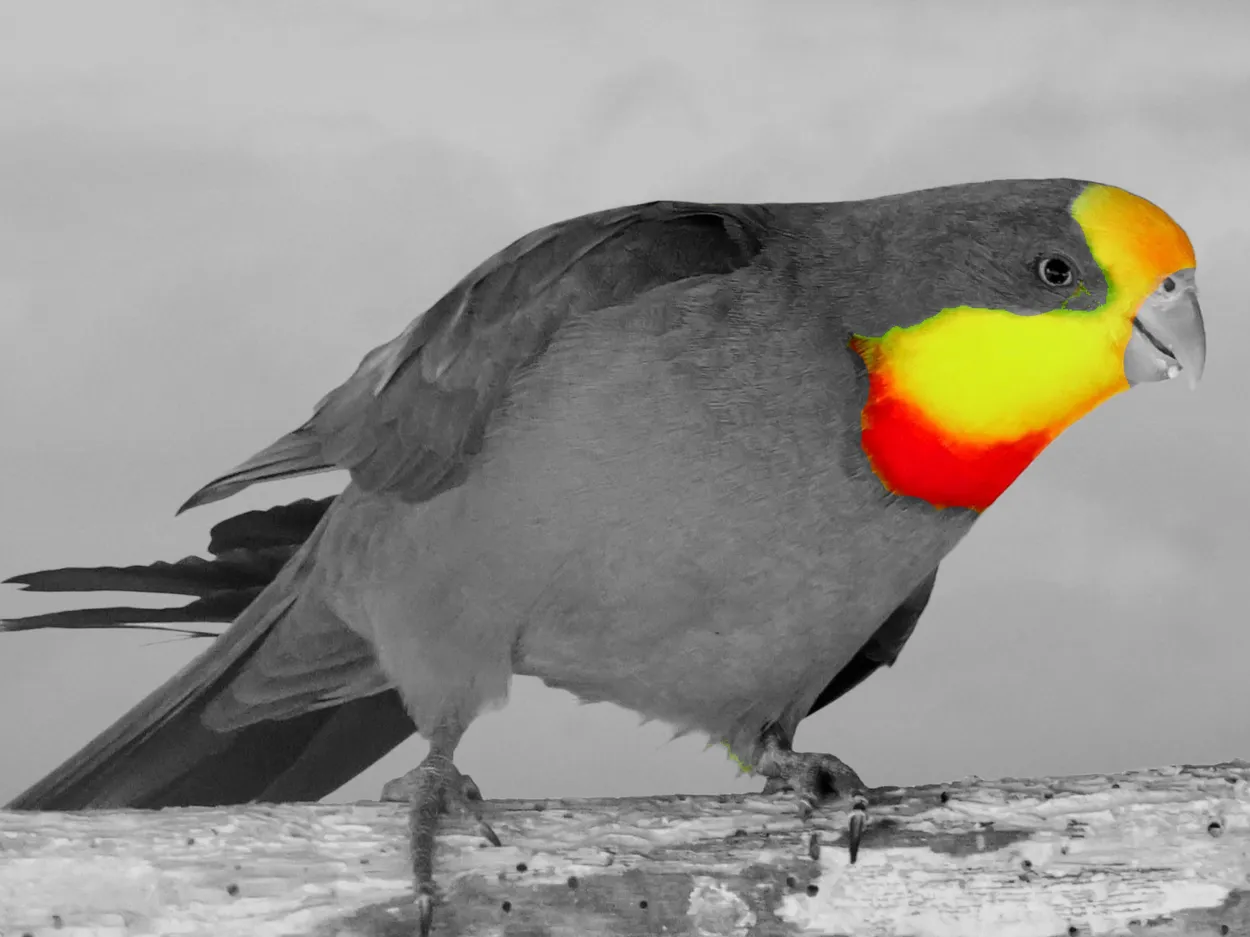 Superb Parrot (Male)