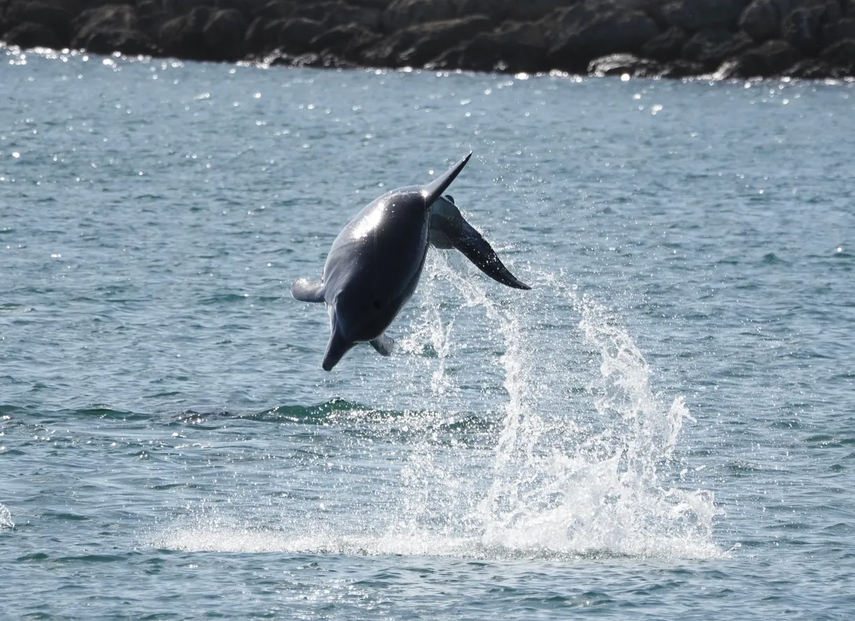 jumping dolphin