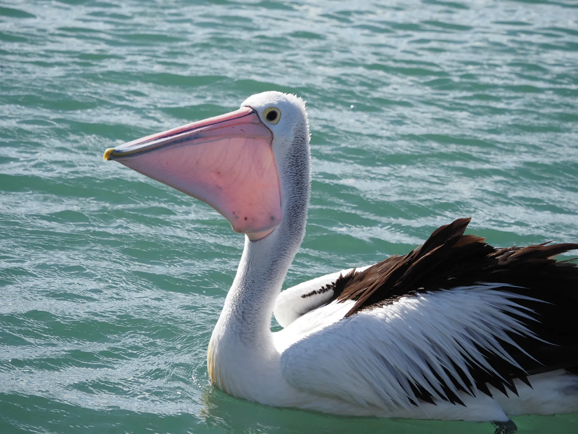 the detail in its beak