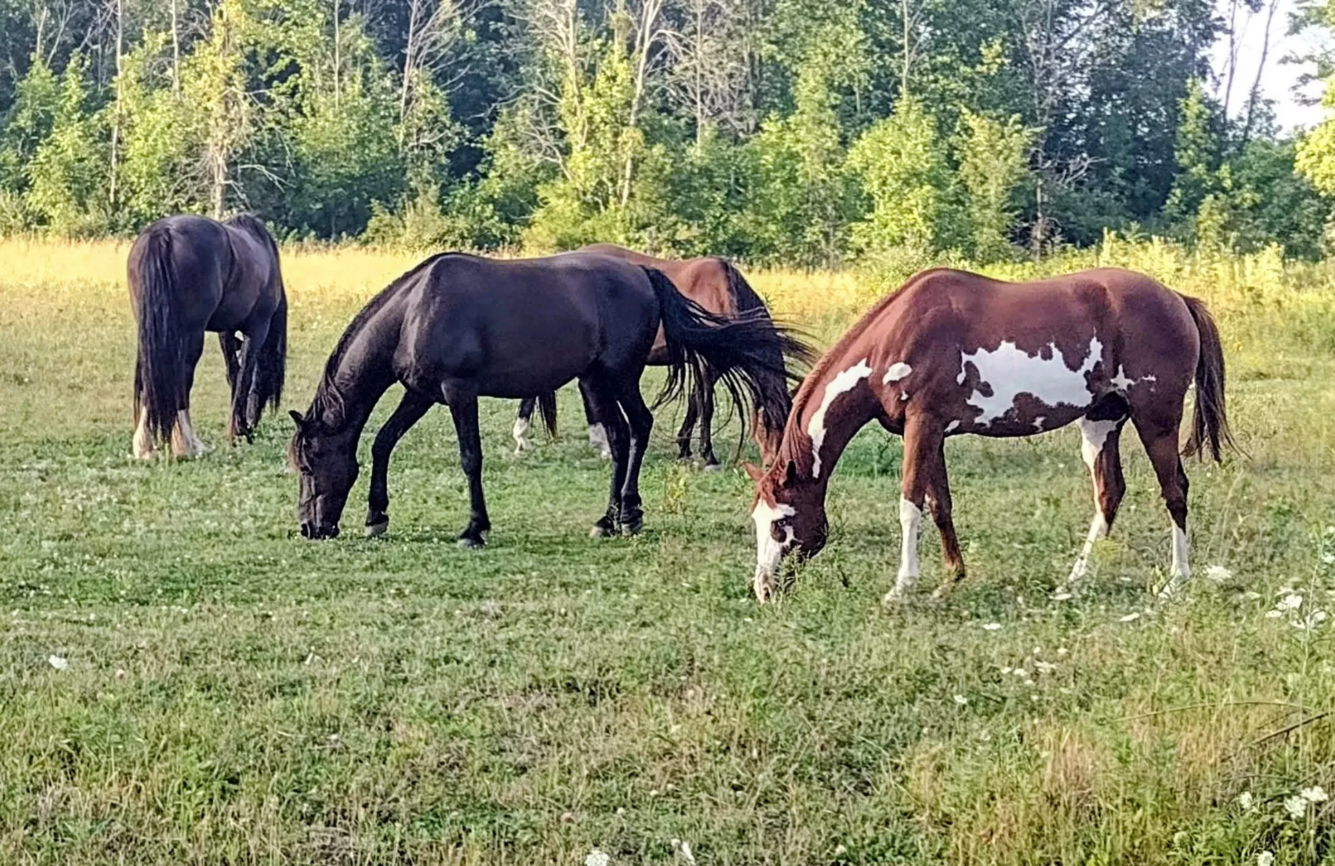 Day Grazing!
