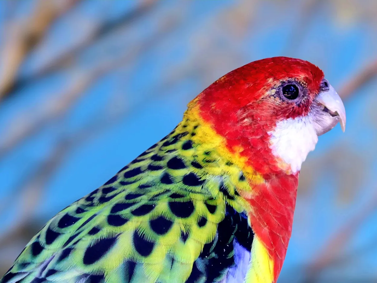 Parrot