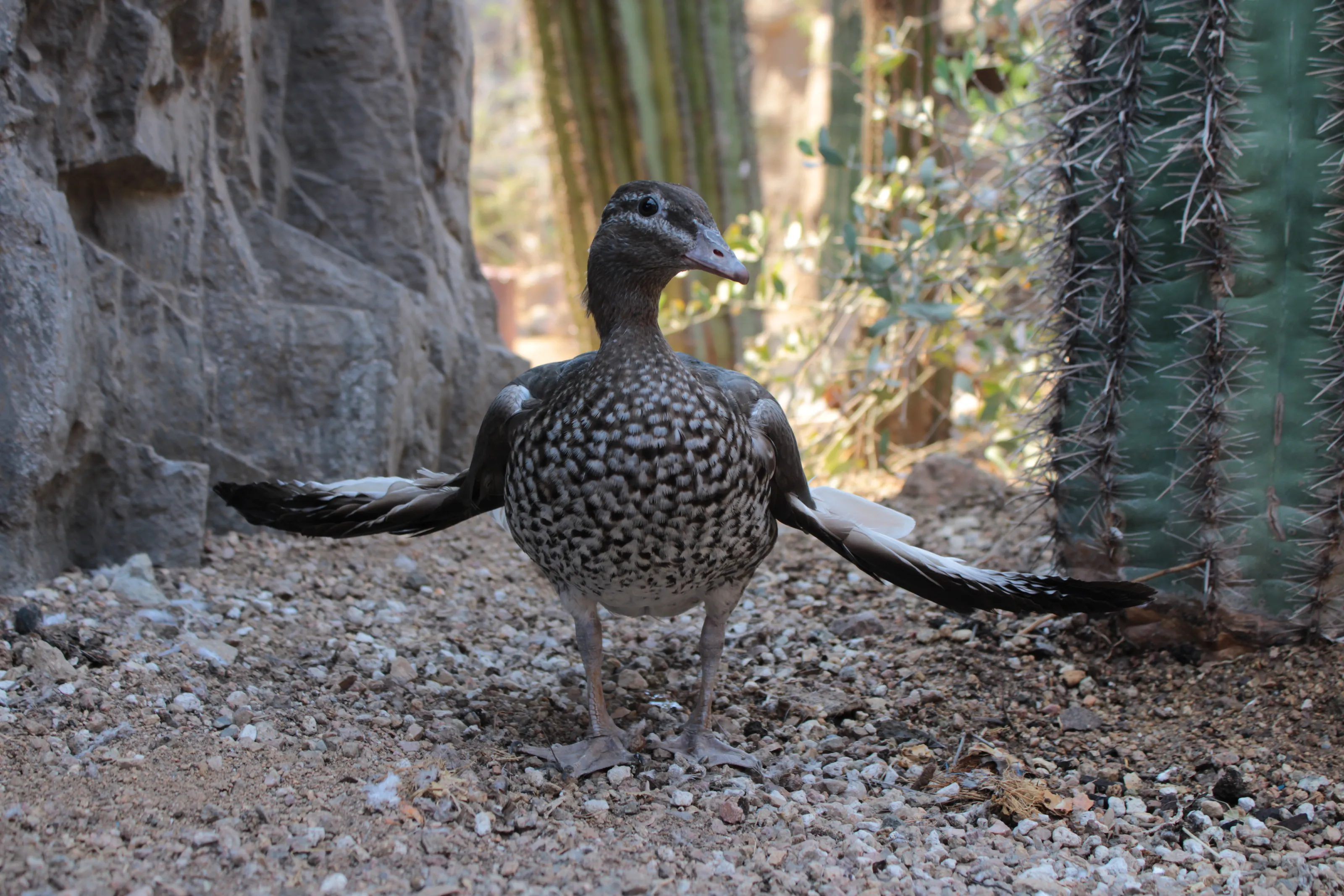 Anas (Duck)