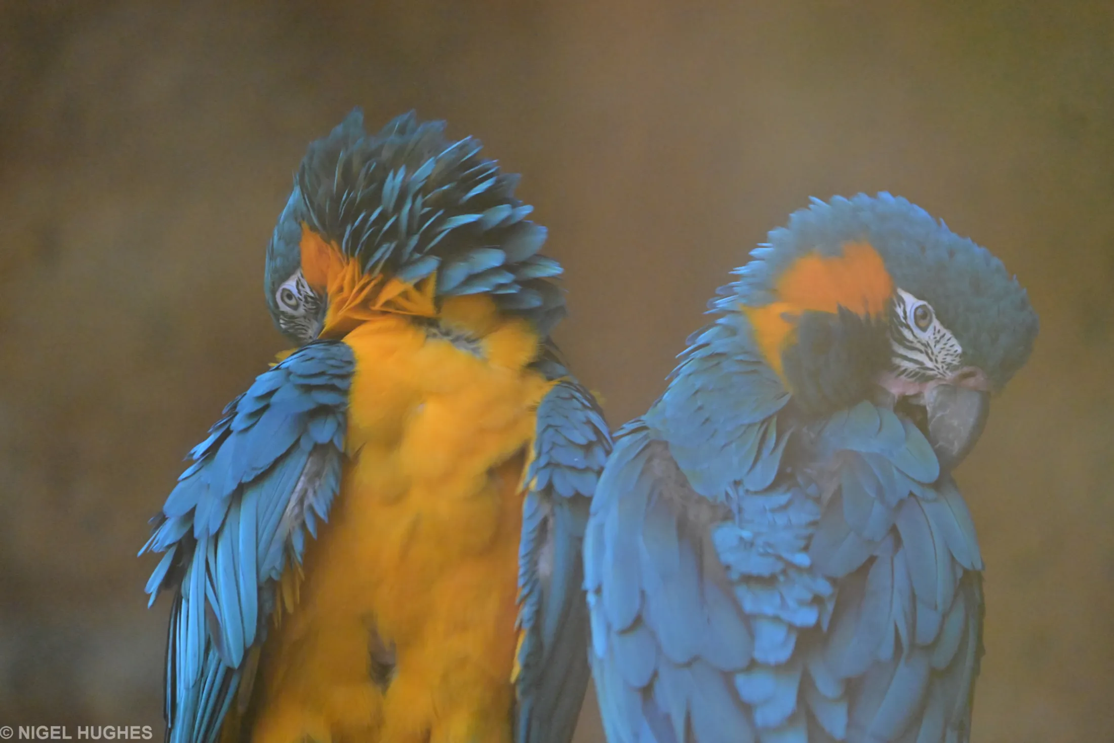 BLUE THROATED MACAWS