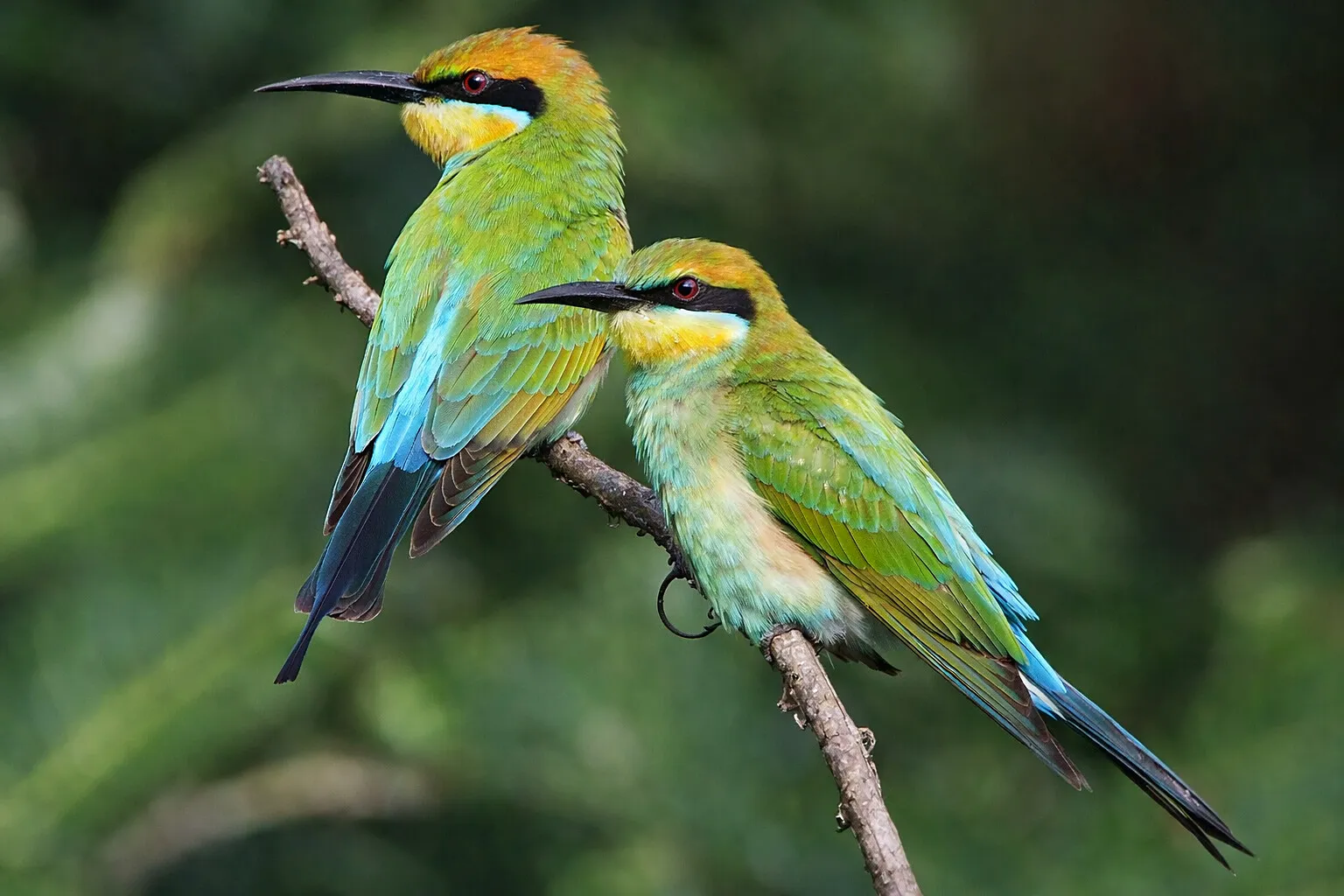 Rainbow Bee-Eater (Merops ornatus)