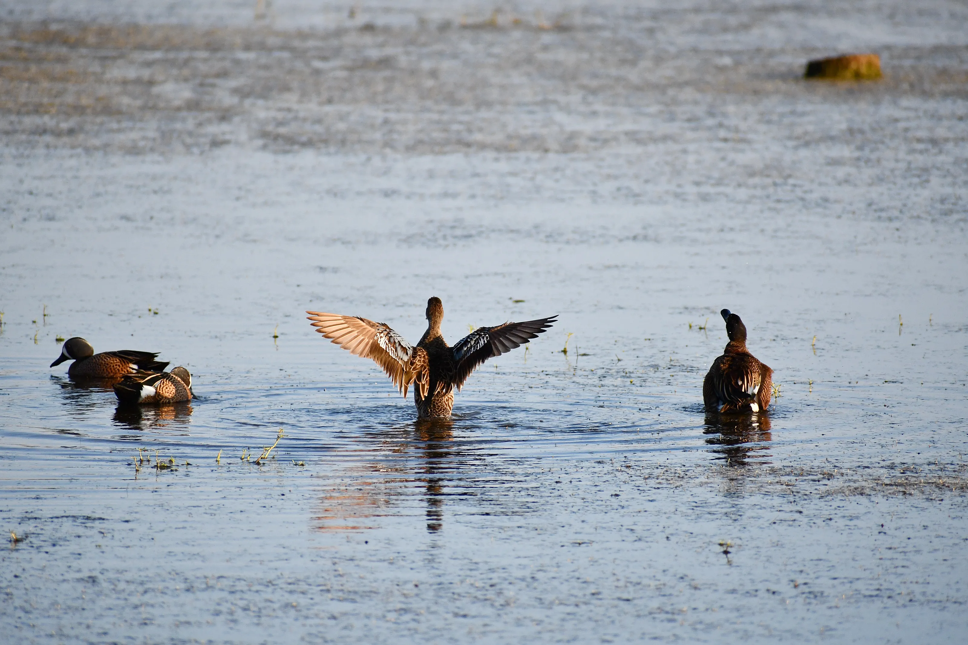 Duck bath, Shake it off