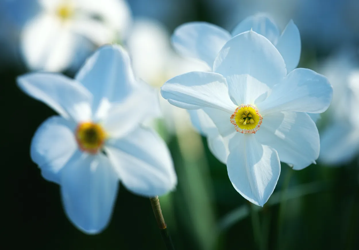 daffodils