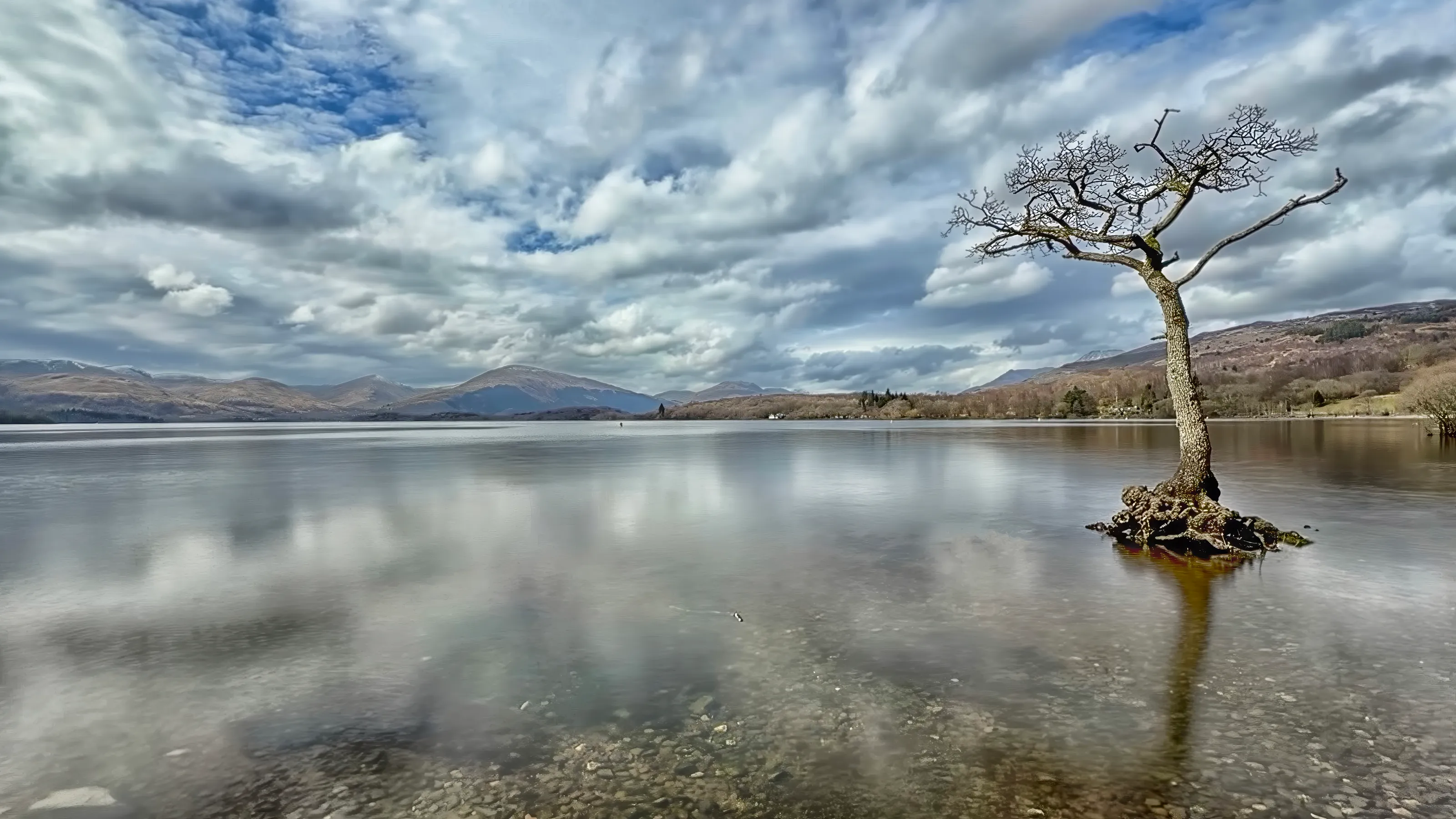 A Lone Tree