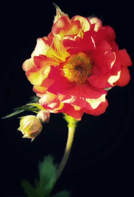 Geum Flower