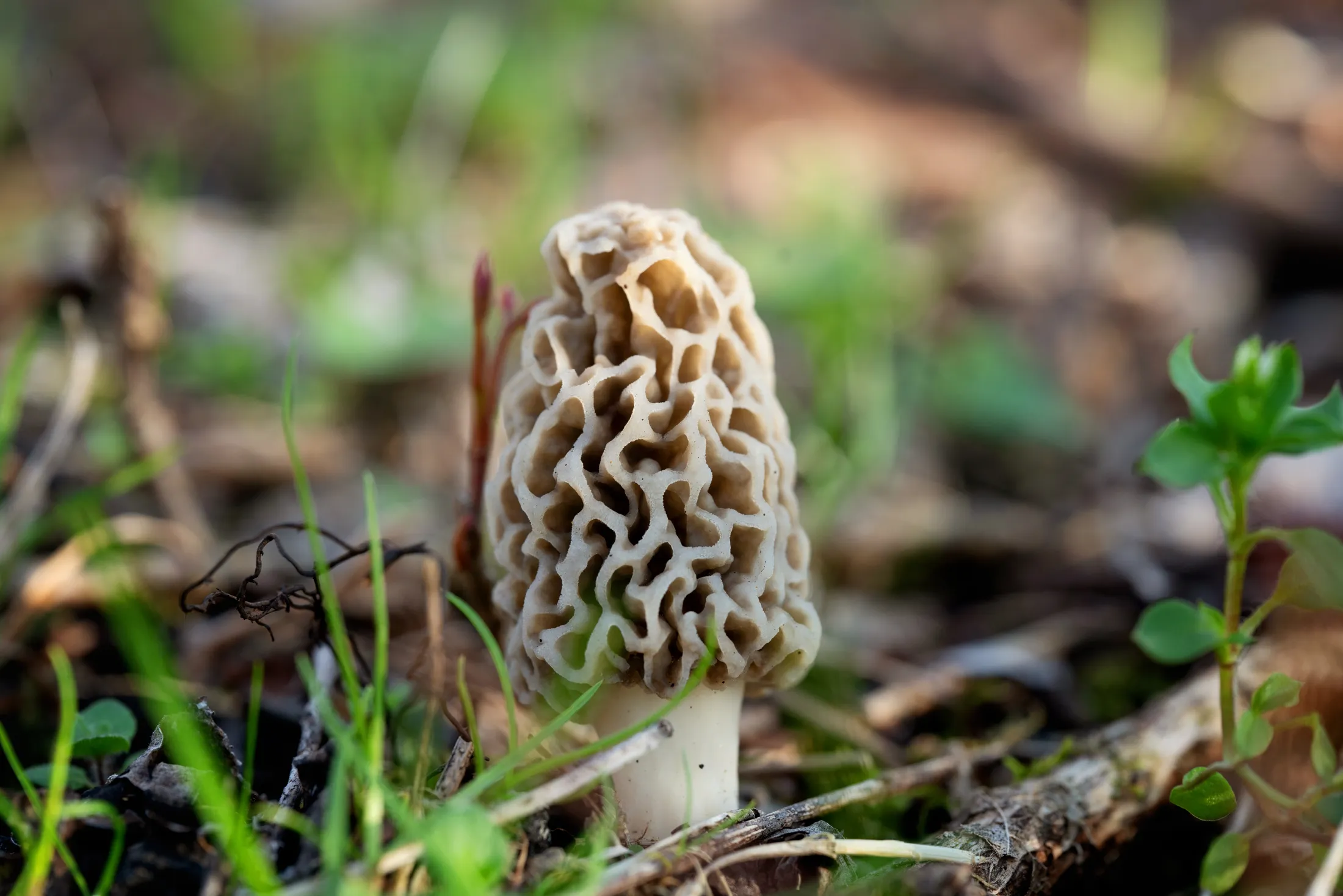 Morel