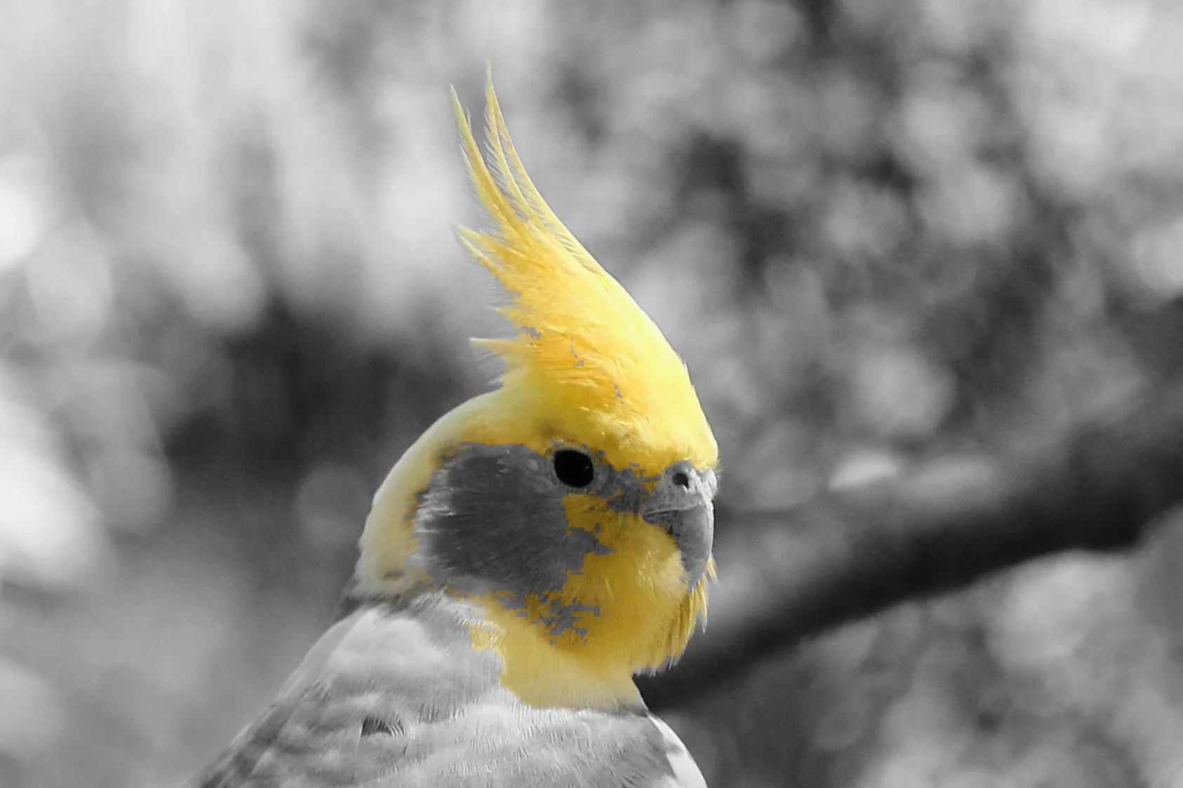Cockatiel