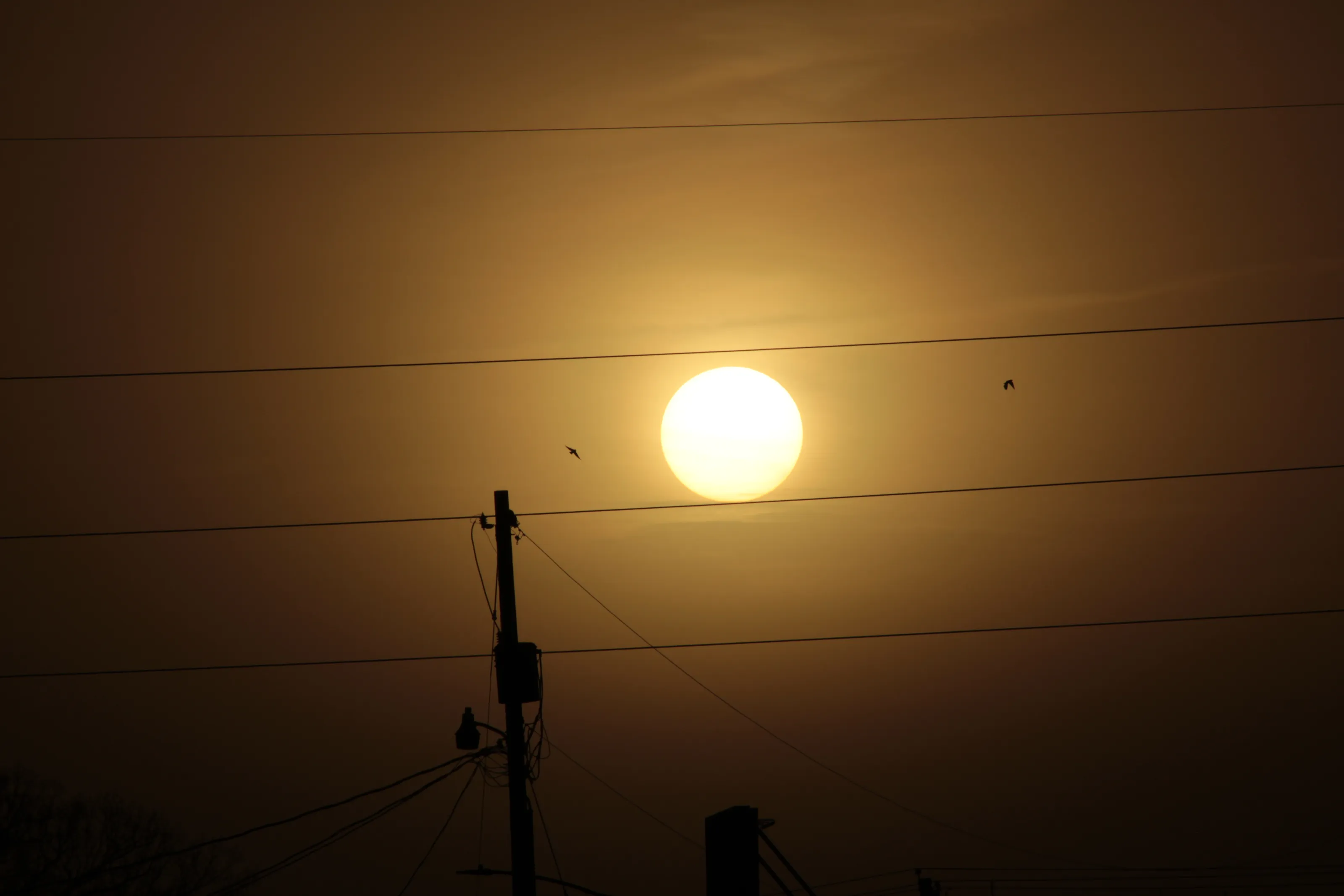 Birds of the sunset