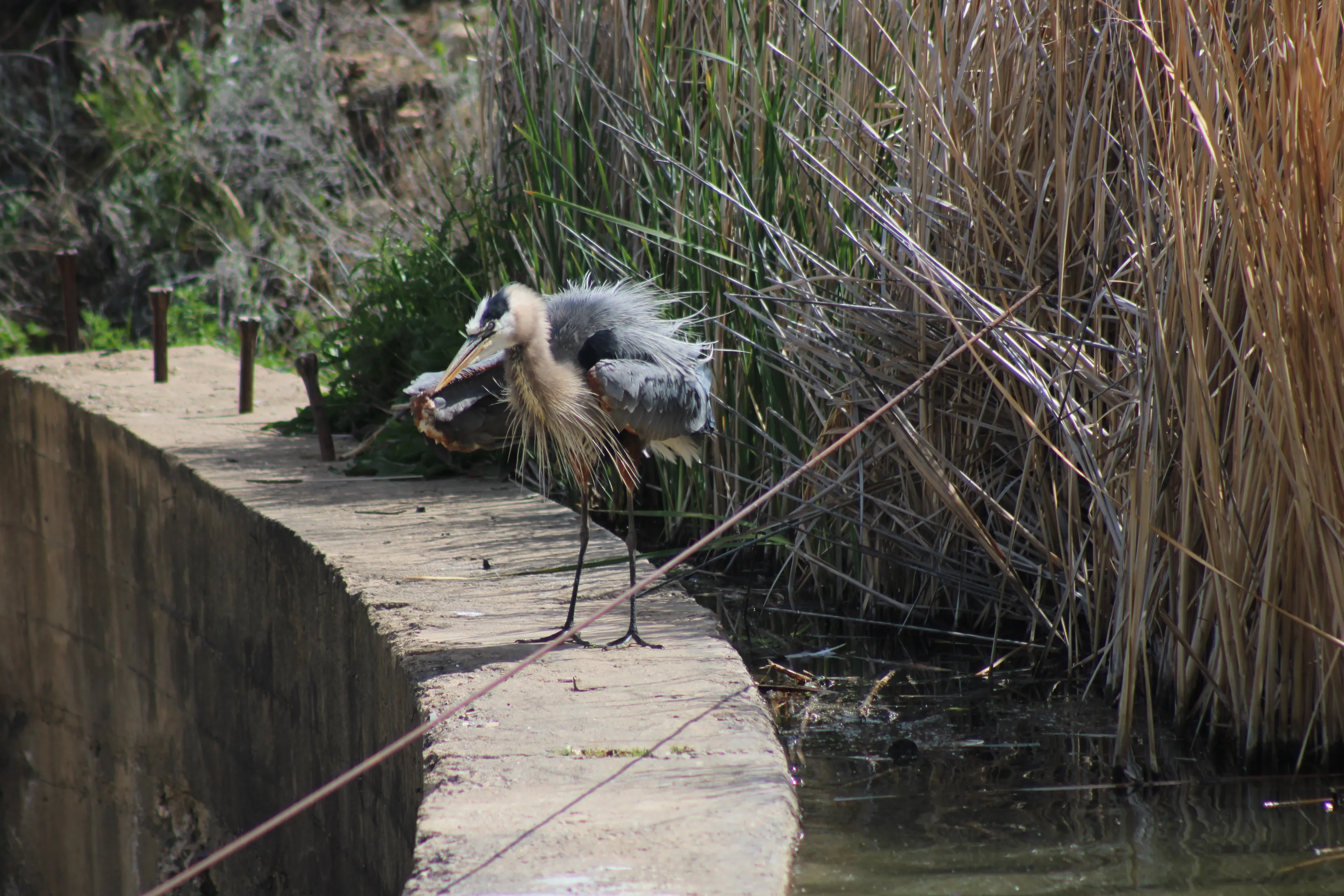 The Great Blue Heron