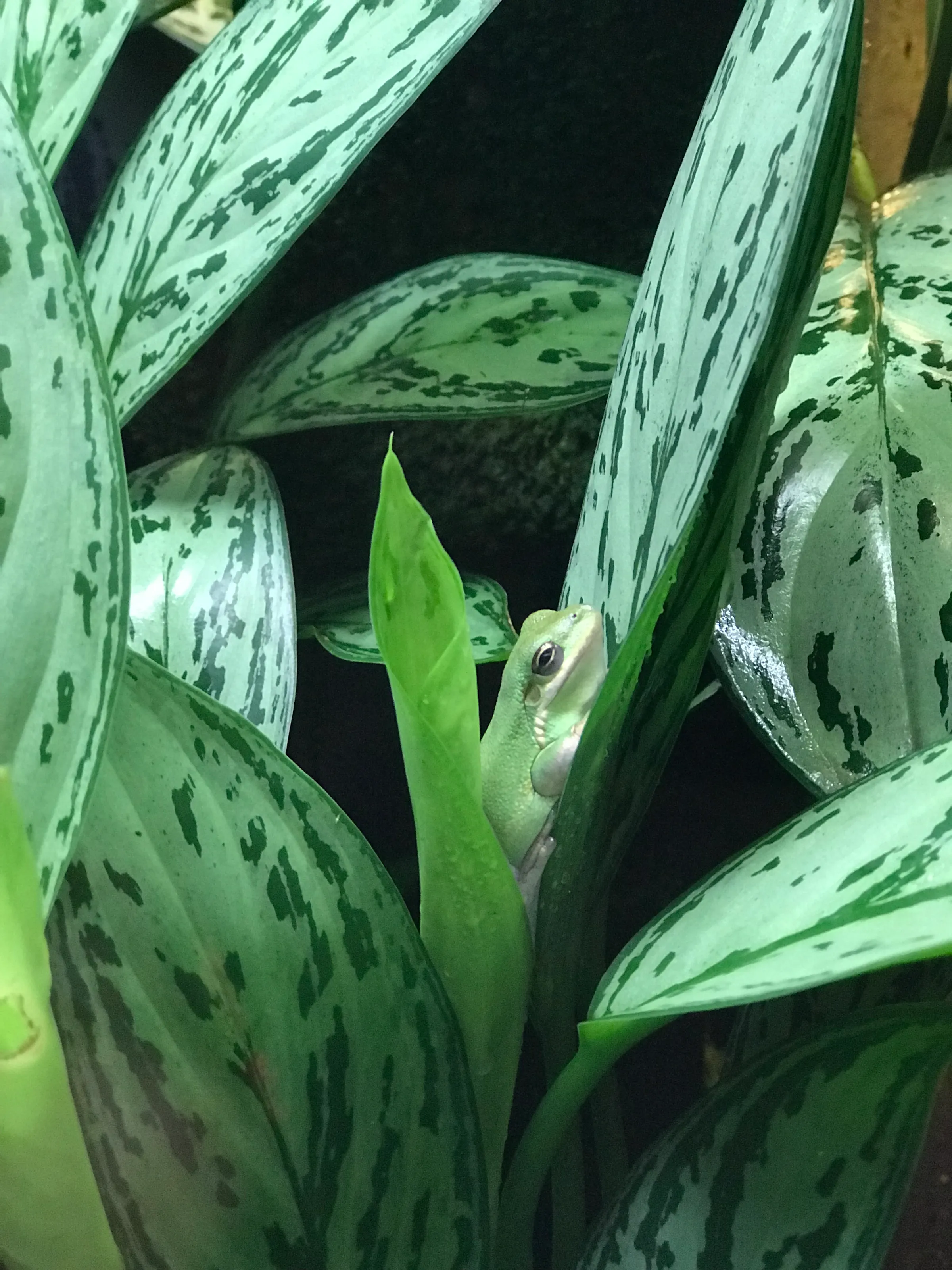 Frog inside the tank