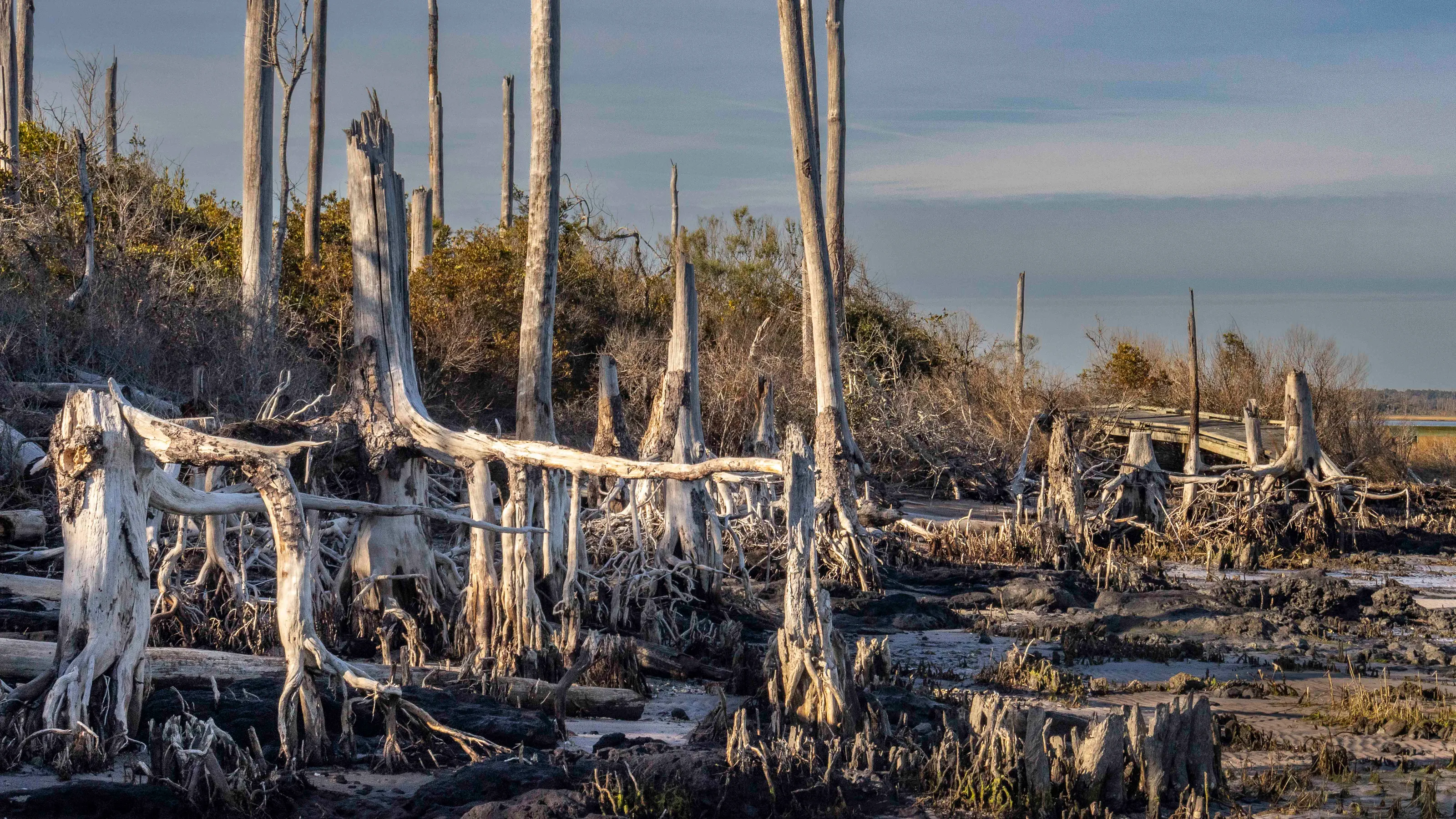Bones of the Coast