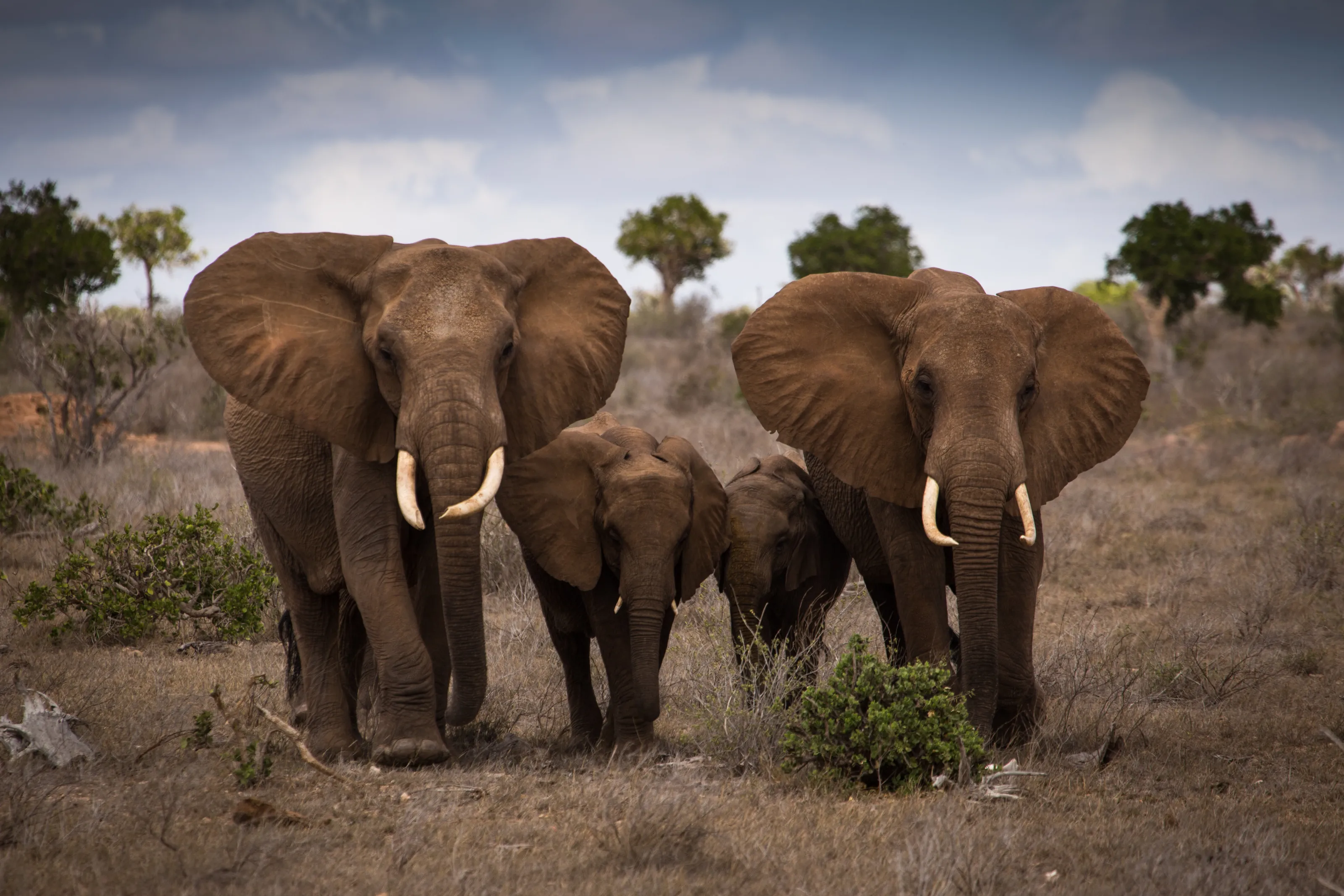 Elephant