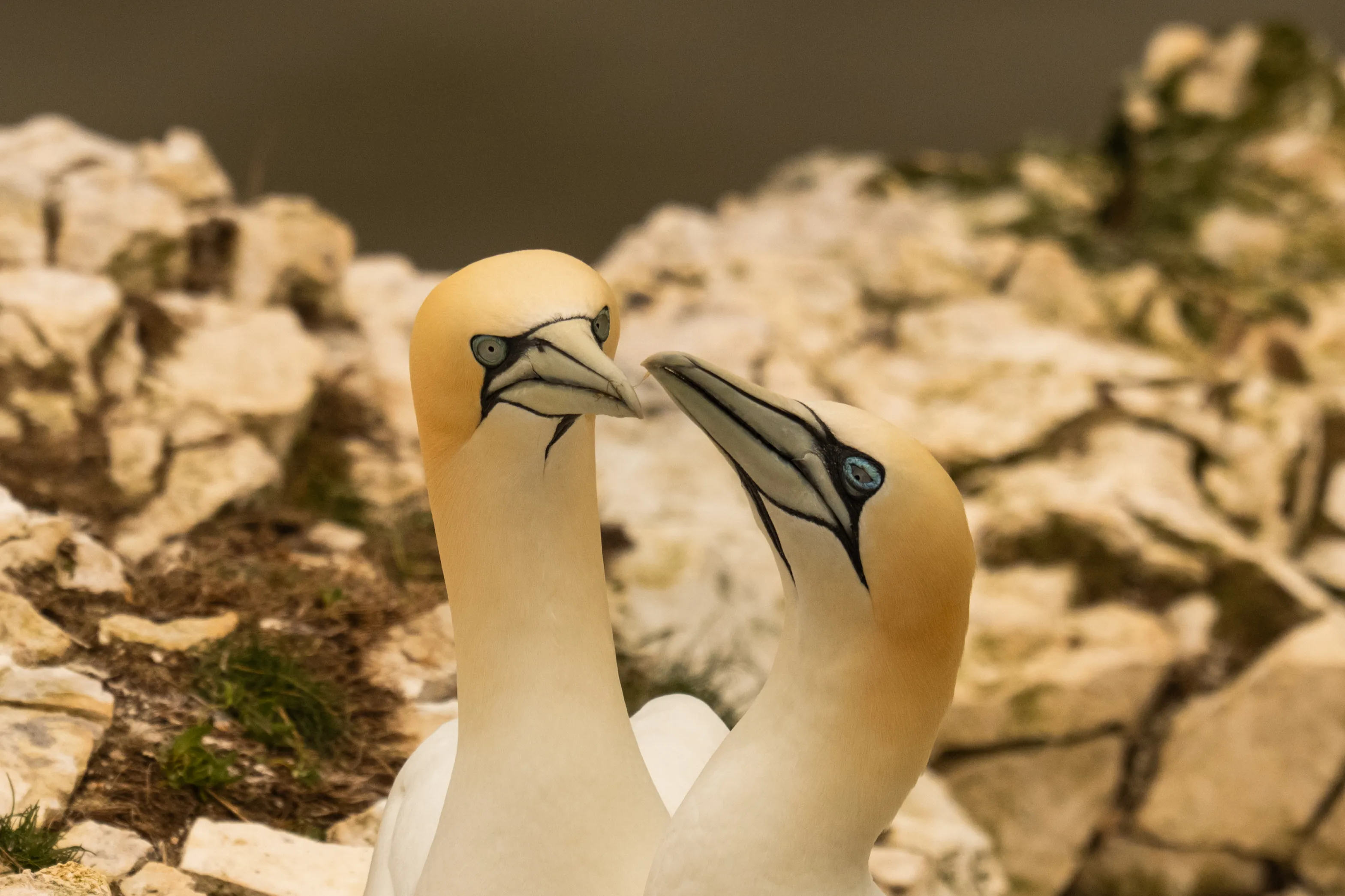 Gannets taken at bempton cliffs RSPB