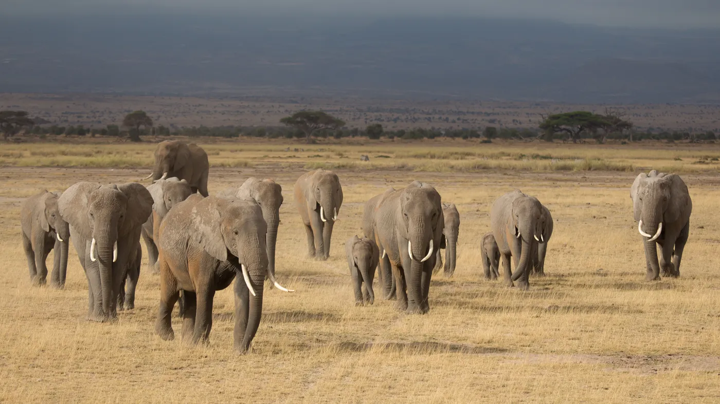 Amboseli Elephant herd