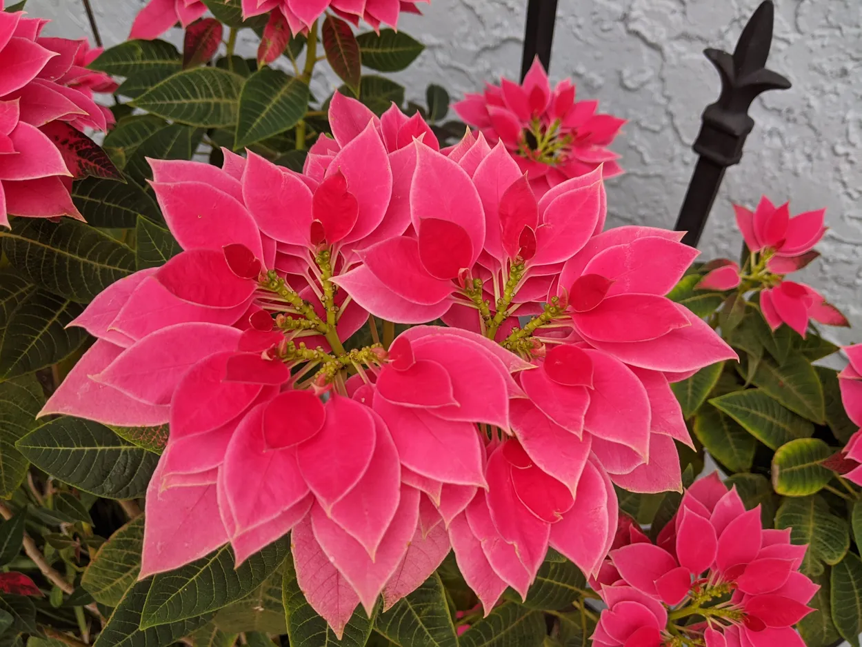 Pink Poinsettia Flower "Luv U Pink"