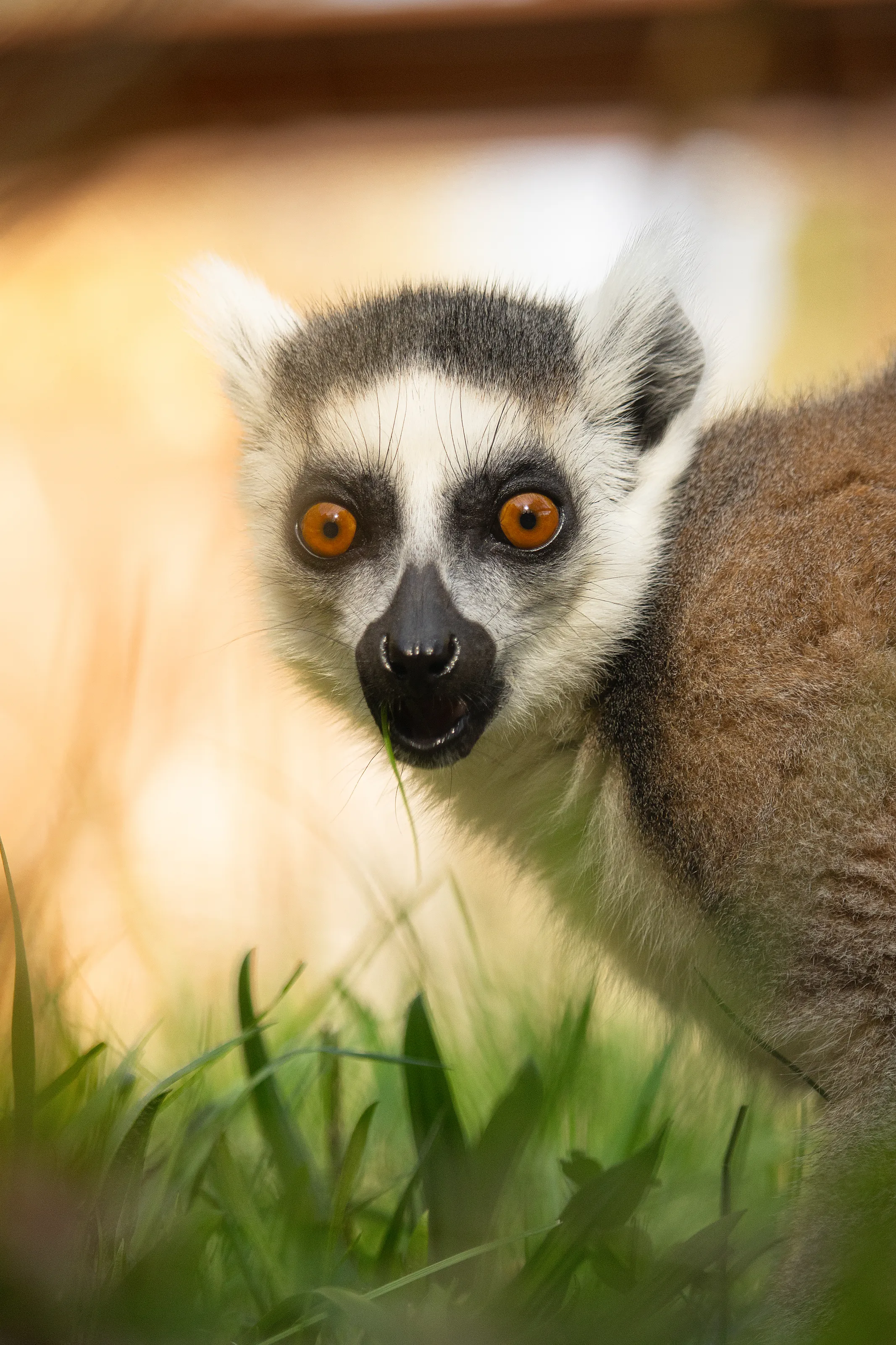 Ring-Tailed Lemur