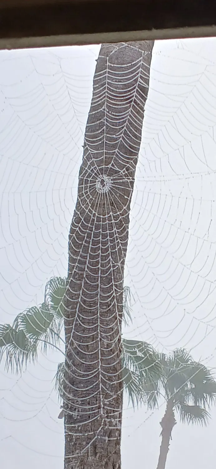 January fog caught in a spider's net