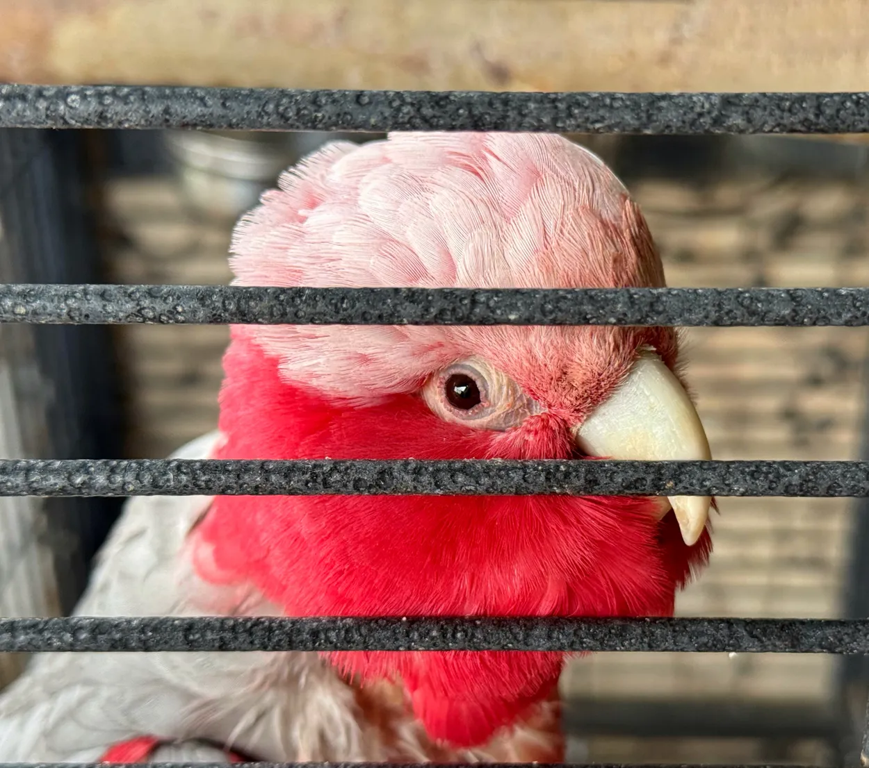 Caged Pet Parrot