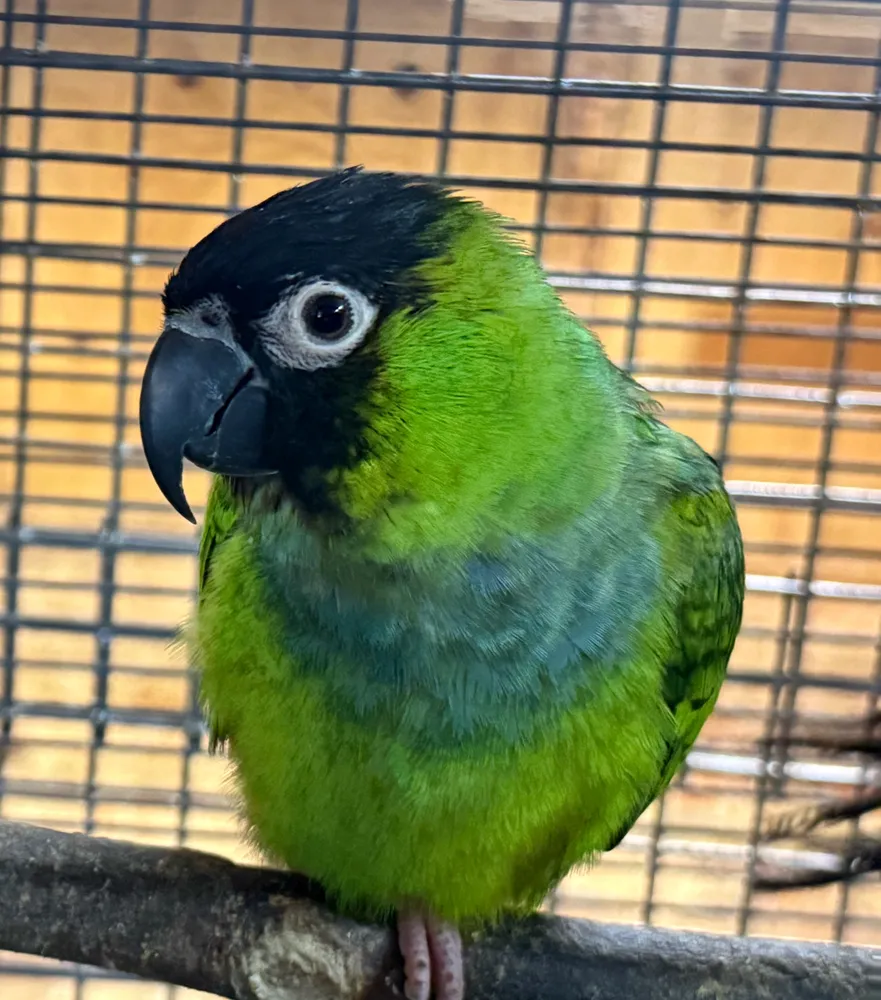 Green Pet Parrot