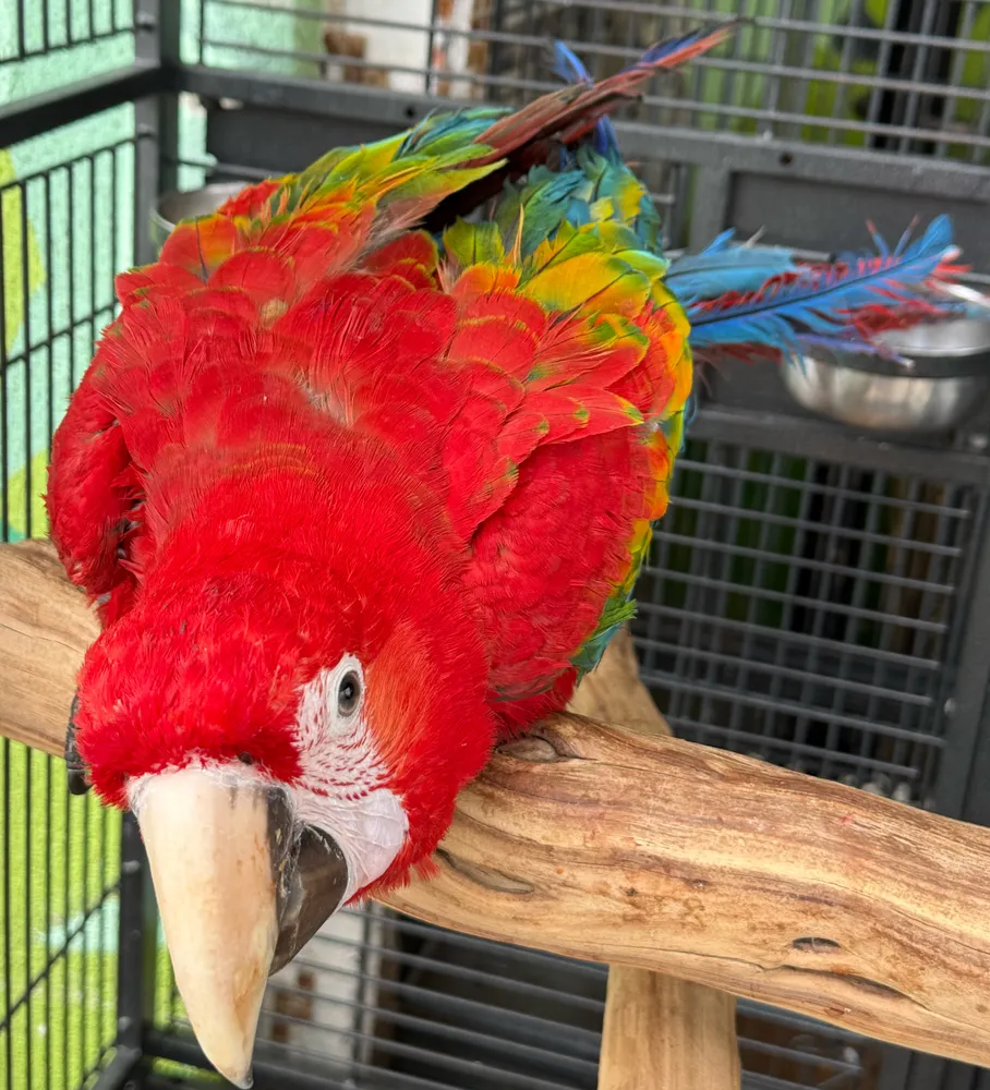 Red Pet Parrot
