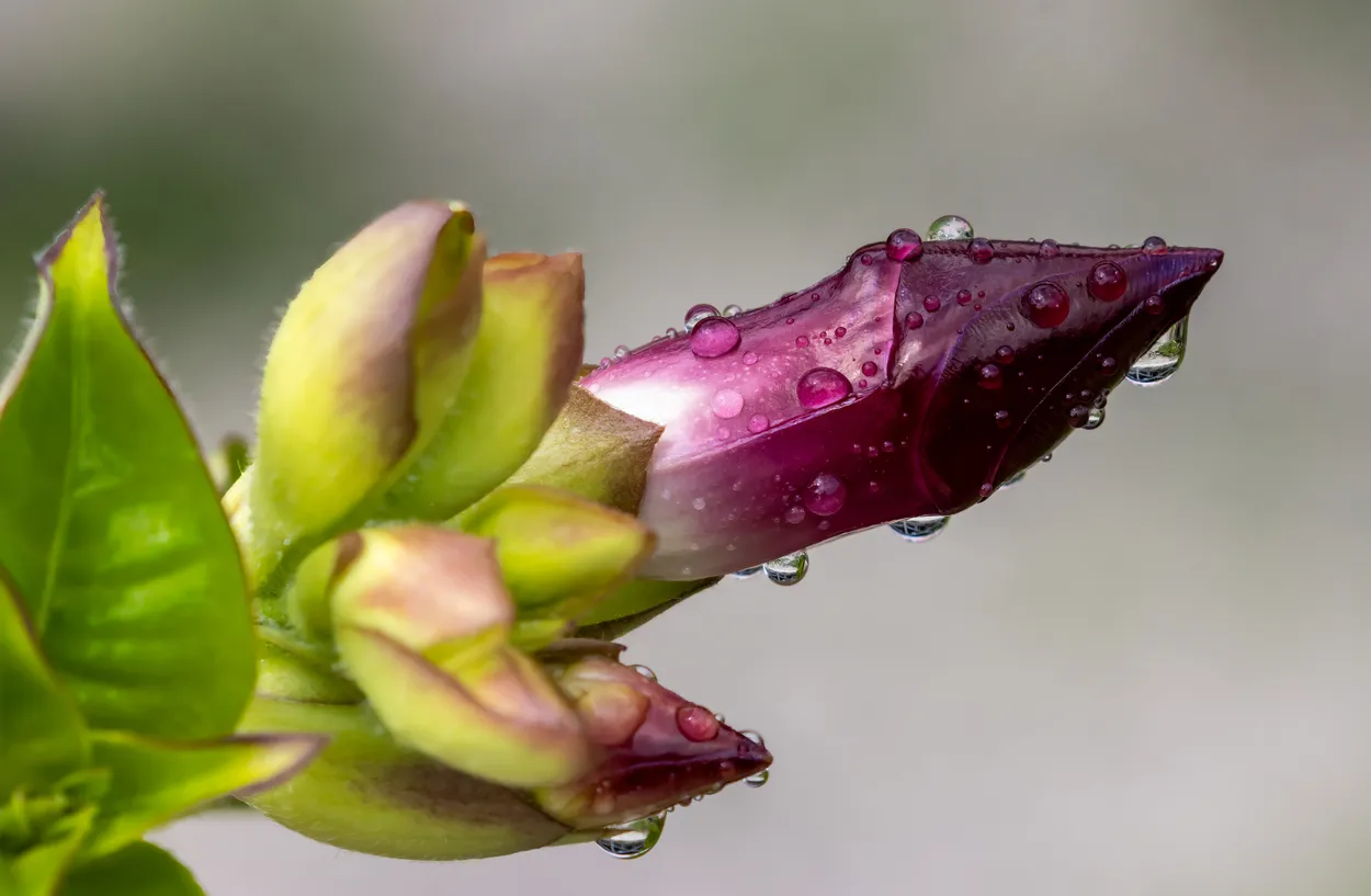 Allamanda Bud - 3