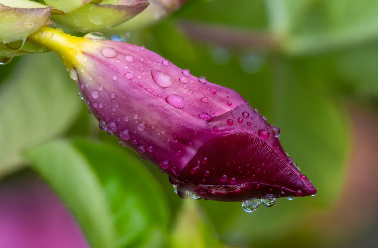 Allamanda Bud -4