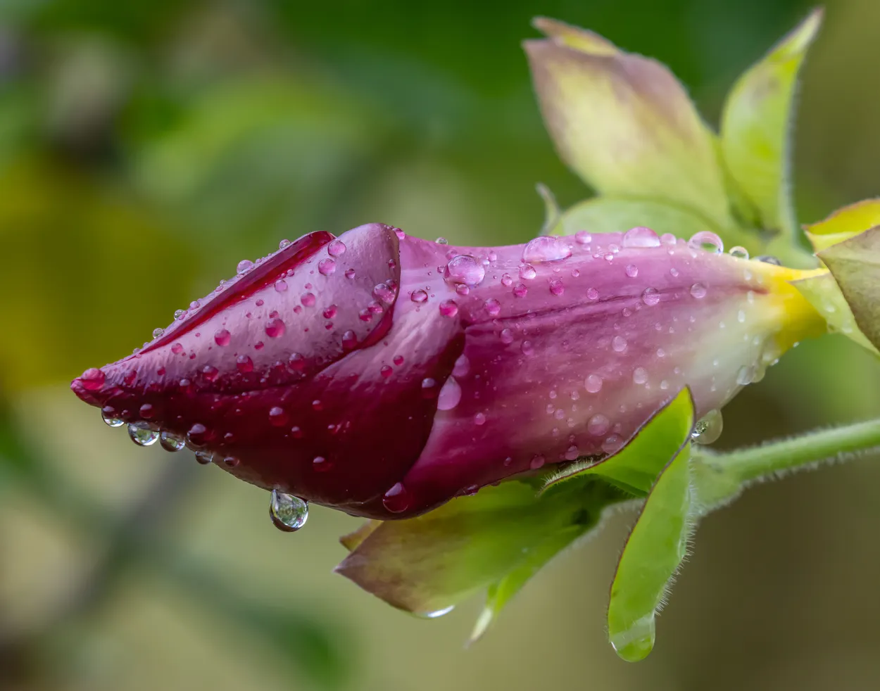 Allamanda Bud - 5