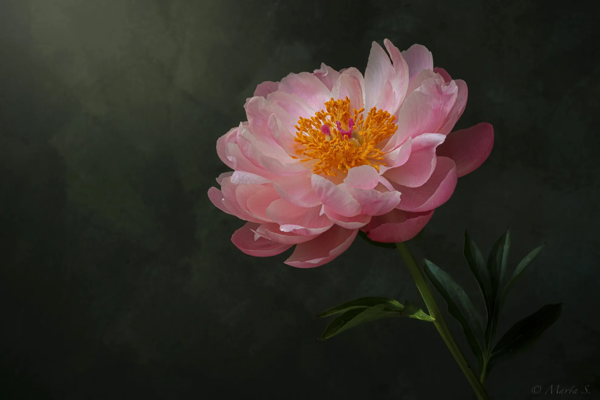 peony