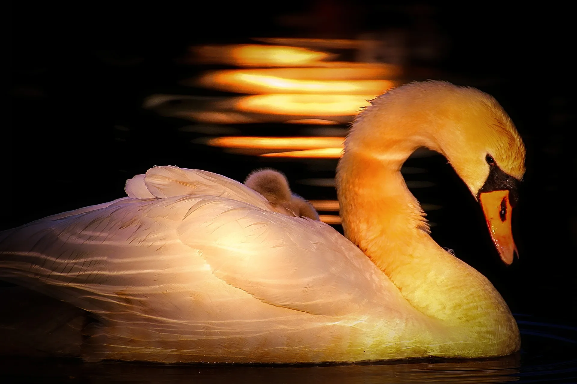 Sunset Swan on The Canal